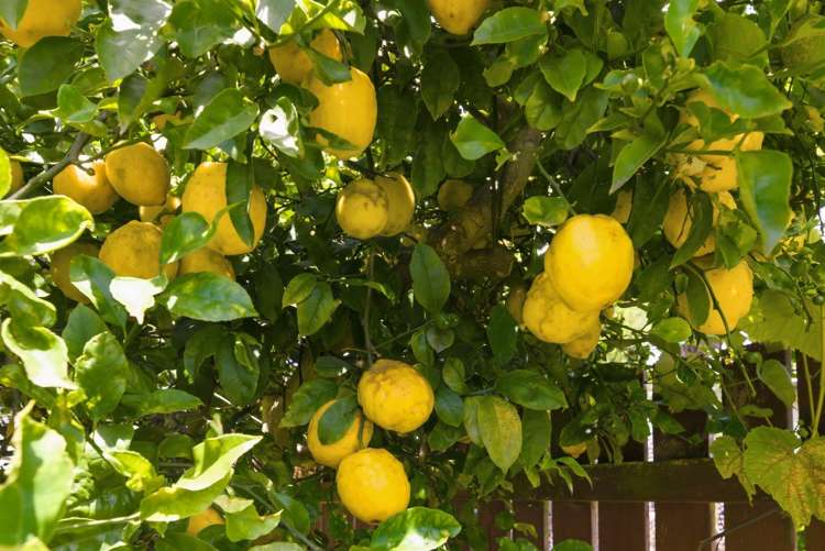 2 Cargill Street Levin_10