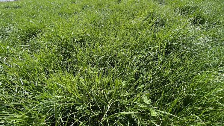 51 Saint Bathans Loop Road Becks_19