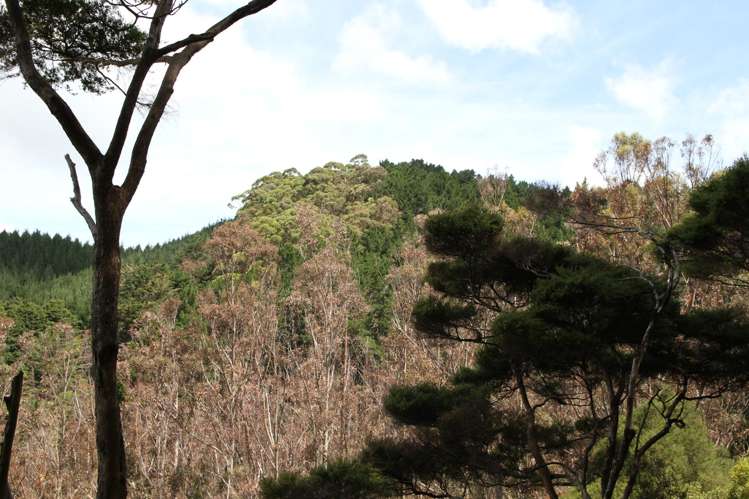 Puhata Road Herekino_15