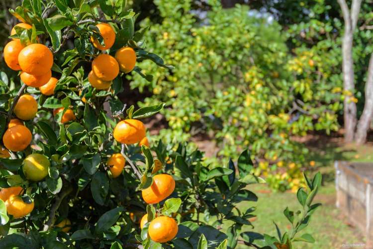 168 Edmonton Road Te Atatu South_7