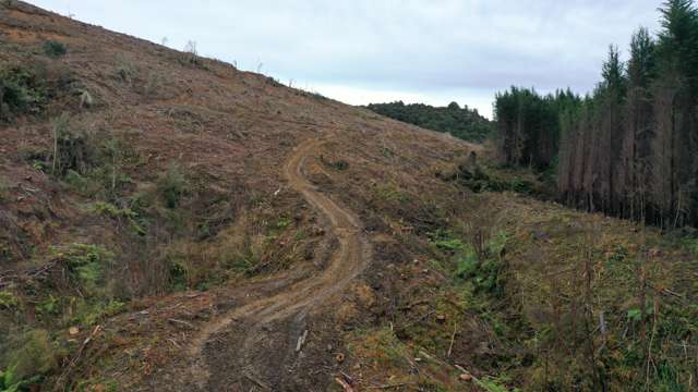 Waipati Road Chaslands_2