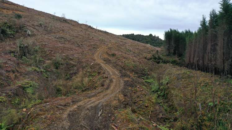 Waipati Road Chaslands_2