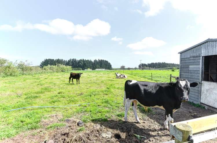 91 Bushy Park Road Kai Iwi_2