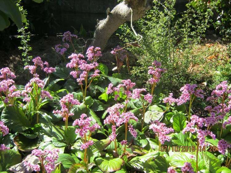 127 Main North Road Geraldine_10