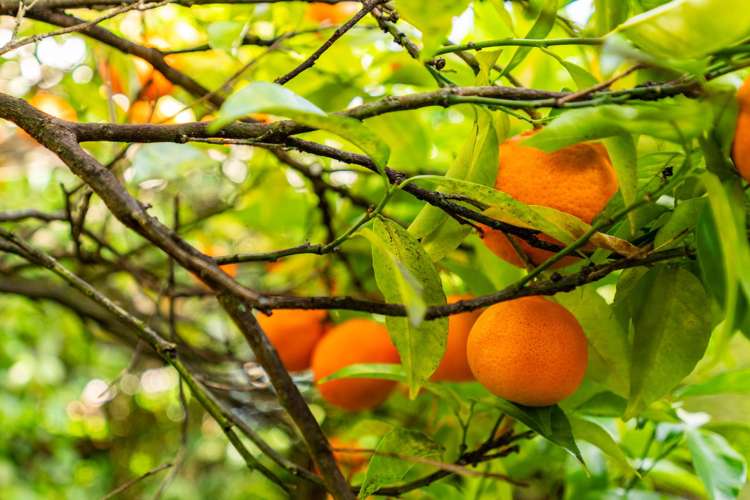 82a Maunu Road Woodhill_18