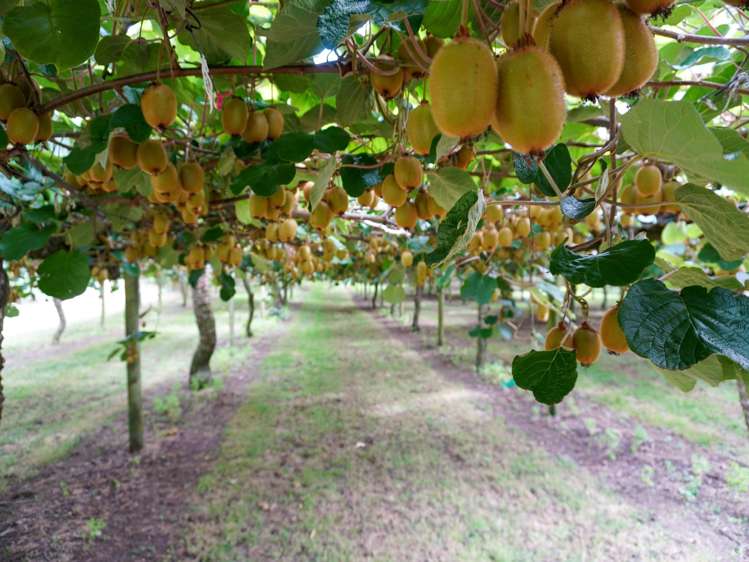 4a Ainsworth Road Wairoa_3