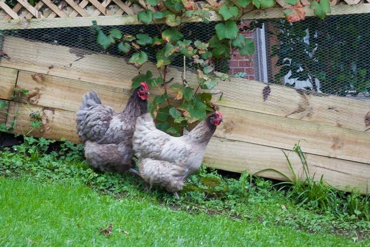 28 Roland Hill Glen Eden_5