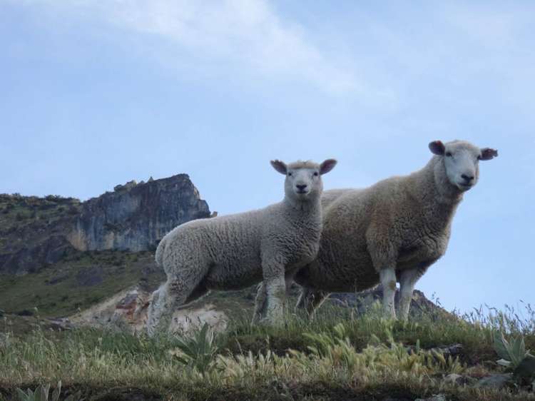 1551 Double Hill Run Road Rakaia Gorge_48