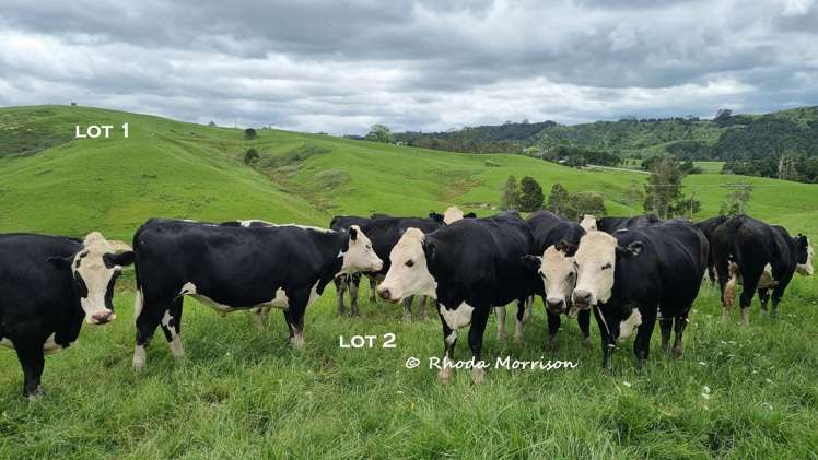 Golden Stairs Rd Maungaturoto_9