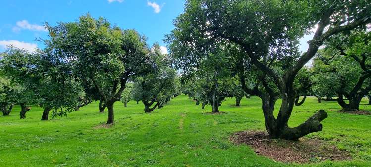 455c Belk Road Kaimai_20