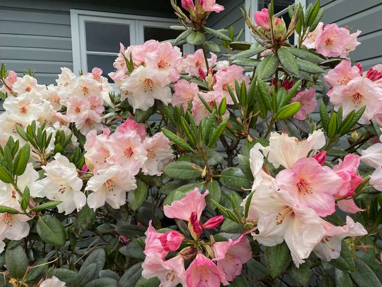 9 Tawa Street Mangakino_21