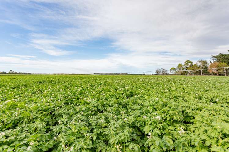 992 Wards Road Kirwee_11