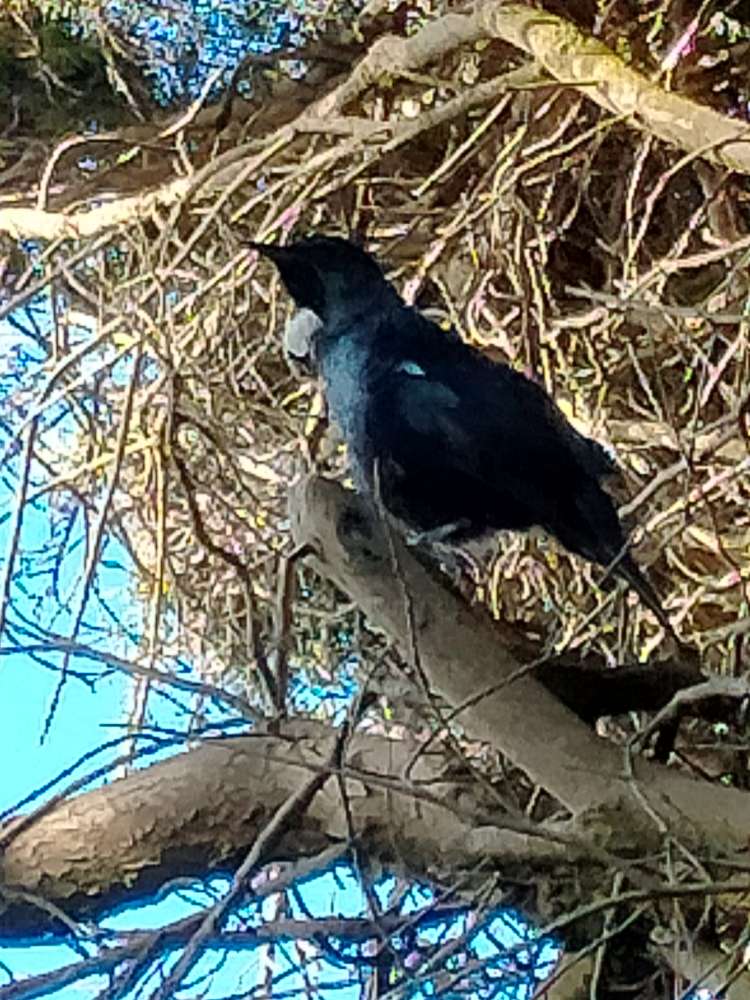 94 Oki Street Oreti Beach_10