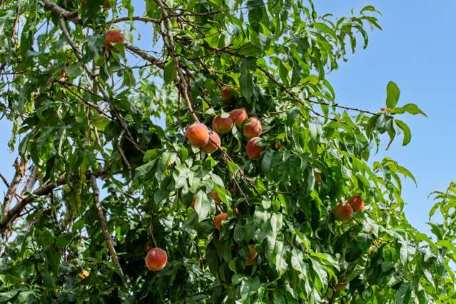 15-17 Campbell Terrace Dargaville_4