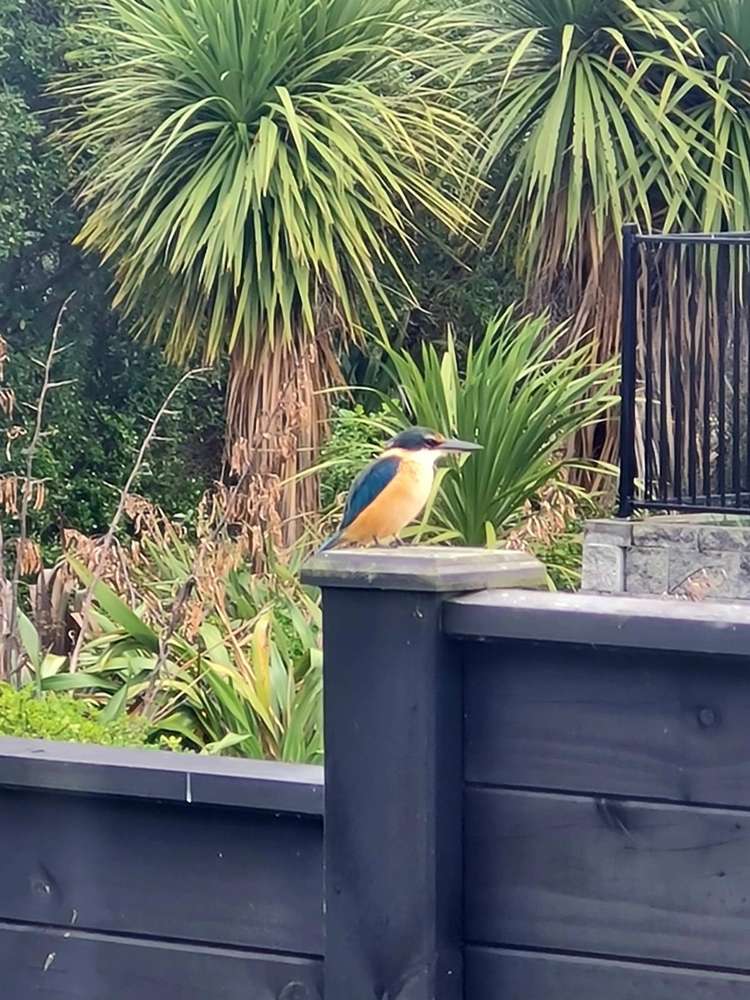 82 Hayfield Way Karaka_2