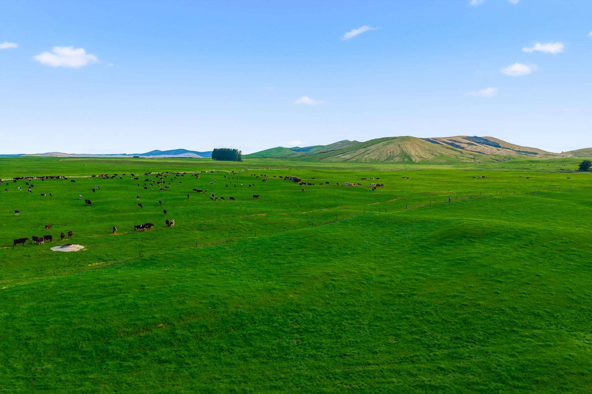 Substantial dairy operation near Taupō