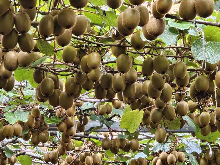 1395 No 3 Road Te Puke_17