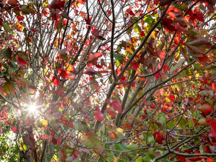 43 Double Bay Road Pyes Pa_25