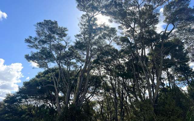 11 Ti Tree Lane Stanmore Bay_3