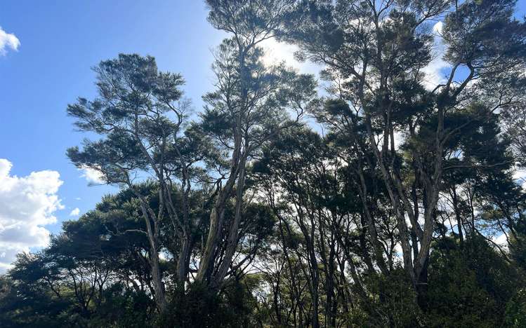 11 Ti Tree Lane Stanmore Bay_2