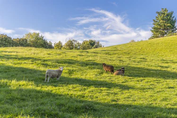 44B Crosland Road South Head_64