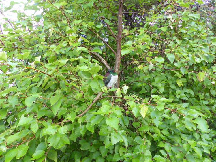 53 Kitewaho Road Swanson_52