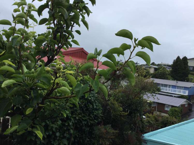 104 Hays Place Thames_20