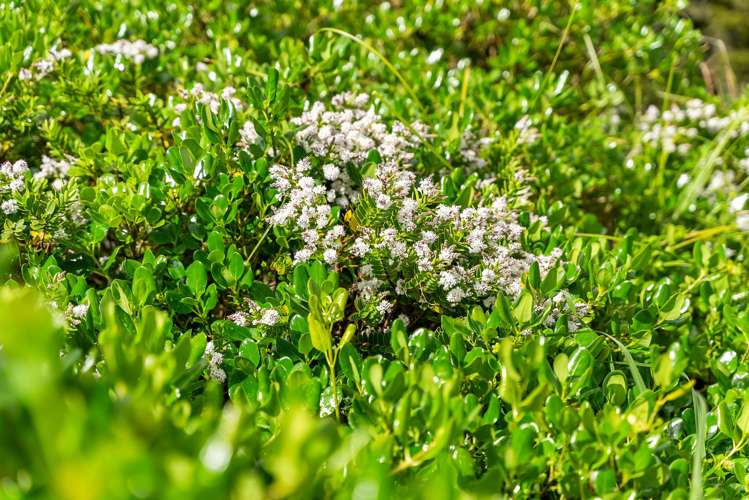 2 Pennyroyal Place Te Kamo_8