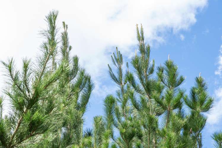 1-6/461 Otamarakau Valley Road Pukehina_28