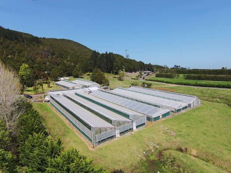 436 Crane Road Kauri_5