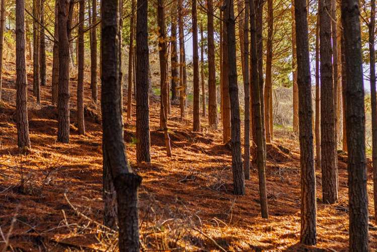 Lot 1 & 5 Ripponvale Road Cromwell_8