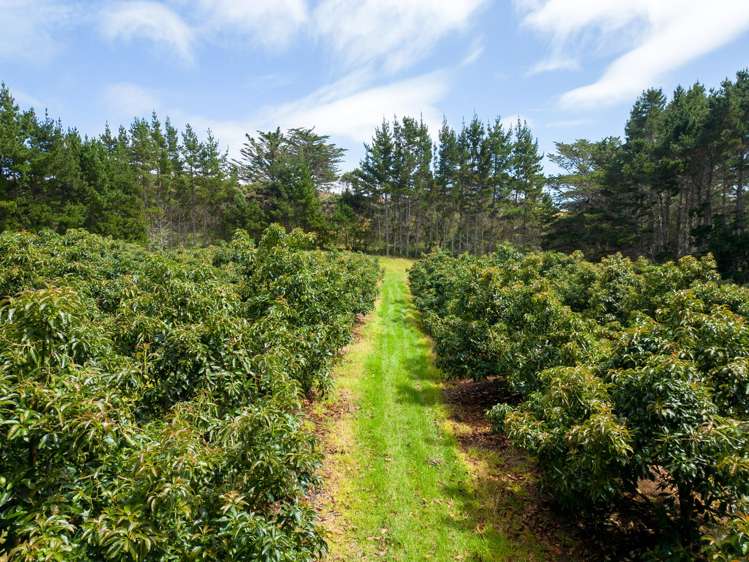 373 Kimberley Road Ngataki_6