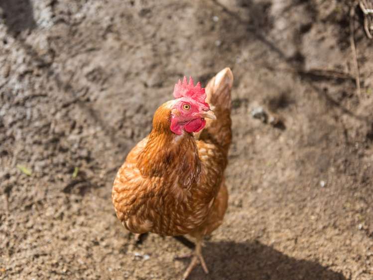 43 Milton Terrace Picton_20