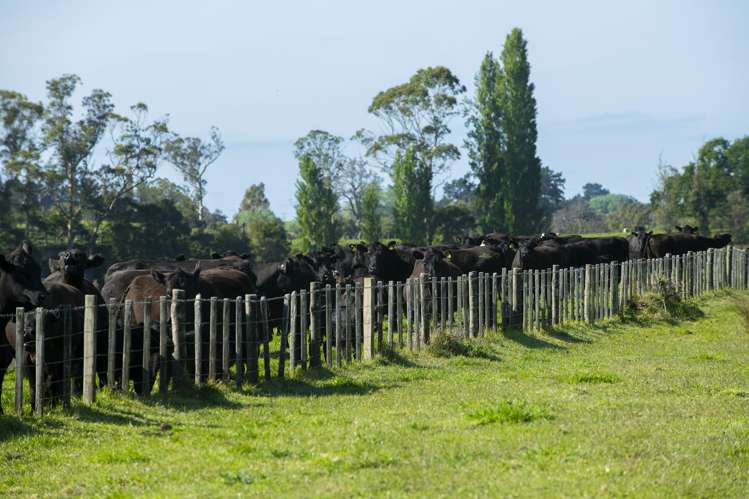 Waihua Valley Wairoa_11