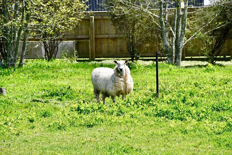 131 Oparara Road Karamea_15