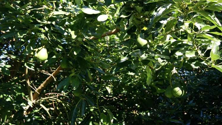 185 Otamarakau Valley Road Pukehina_6