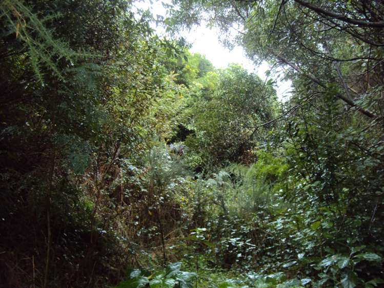 858 Shwy 67 Nikau Kahurangi National Park_2