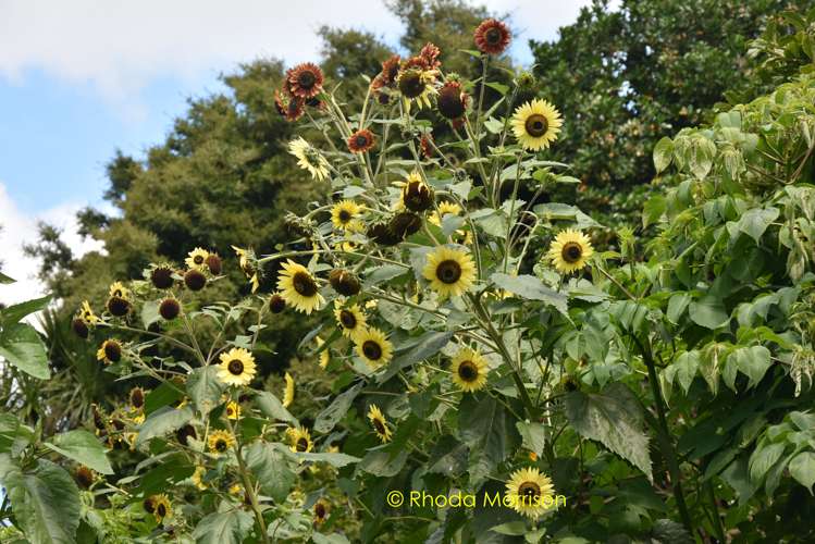 318 Franklin Road Paparoa_46