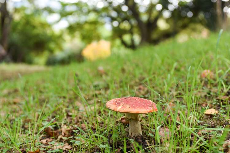 2 Orokonui Road Waitati_13