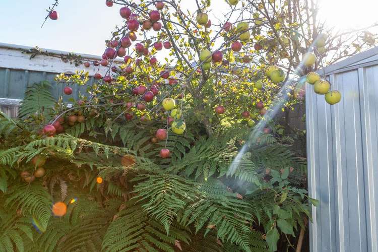 4/101 Brougham Street Addington_12