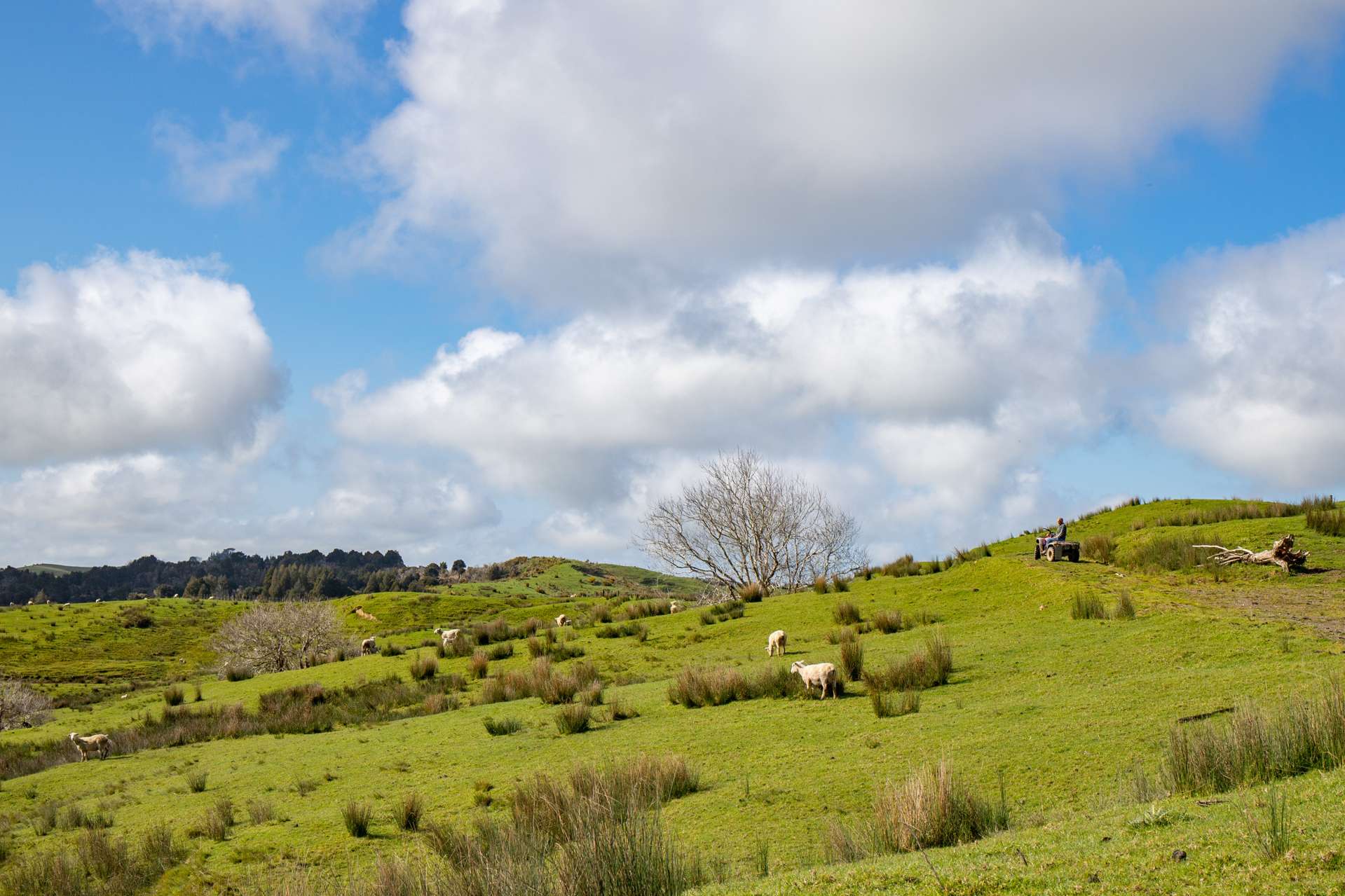 164 Arcadia Road Paparoa_0
