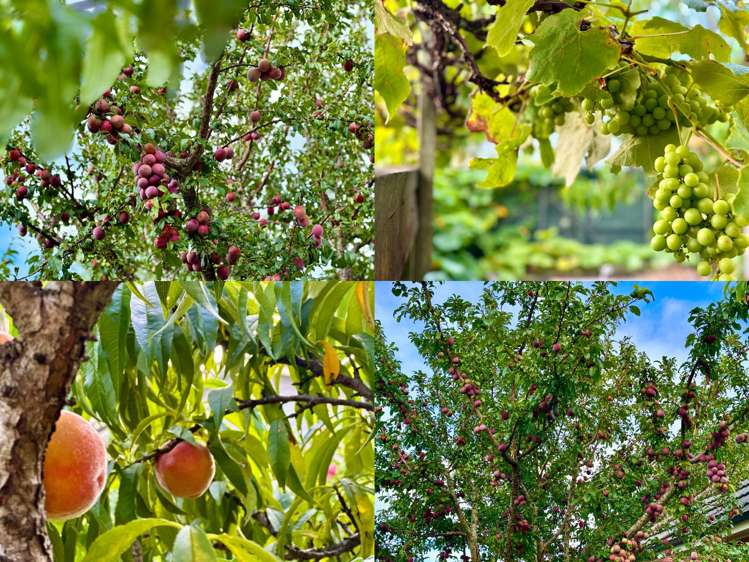 53 Paparoa Road Cockle Bay_36