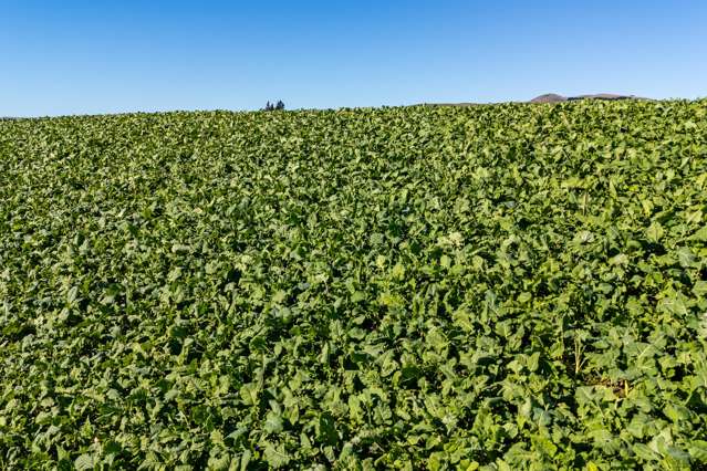 55 Rutherford Road Albury_3