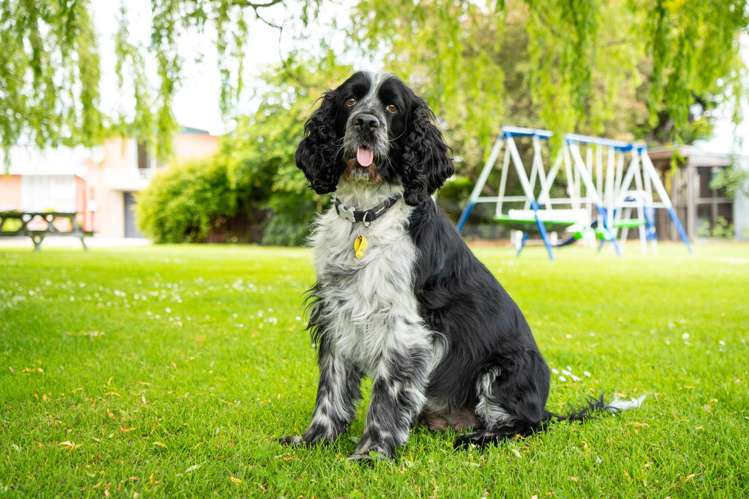 1 and 1A Davis Avenue Ranfurly_28