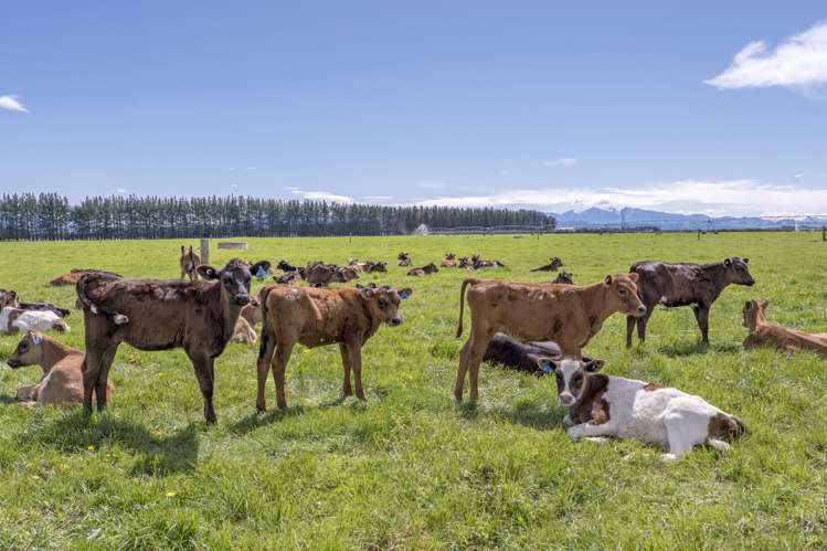 716 Mitchells Road Bankside_22