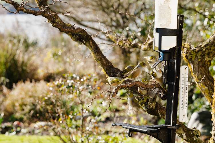 189 Lake Road Milton_18