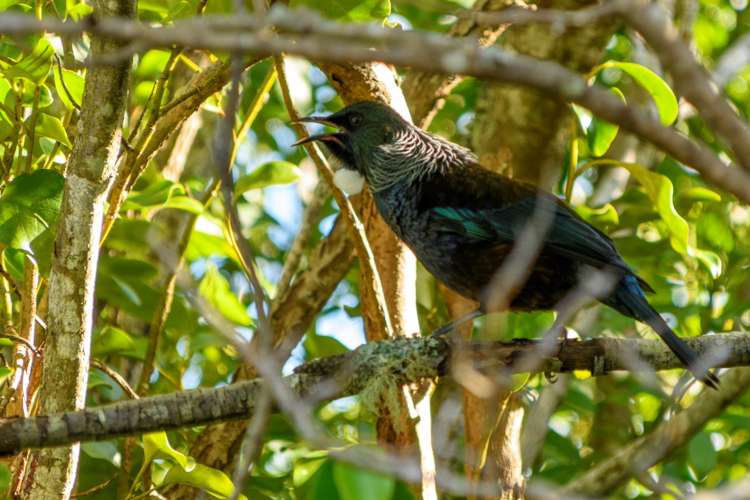 96 Taniwha Place Bethlehem_21