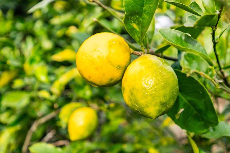 12 Cove Road Waipu_7