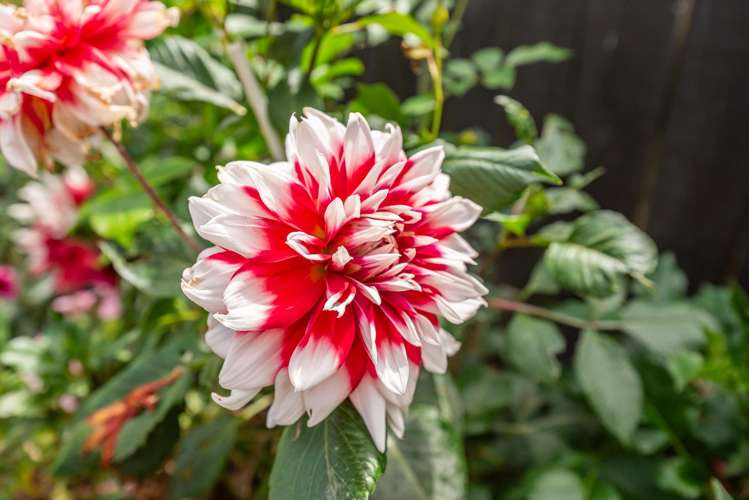 24 Barry Curtis Place Levin_8