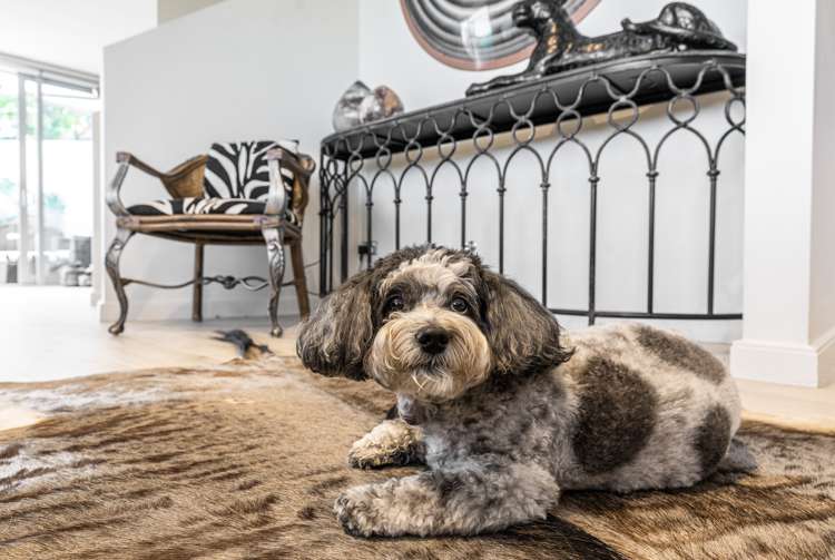 441h Beach Road Mairangi Bay_5